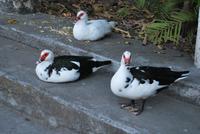 Cuernavaca - Jardín Borda