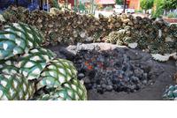 Herstellung von Mezcal