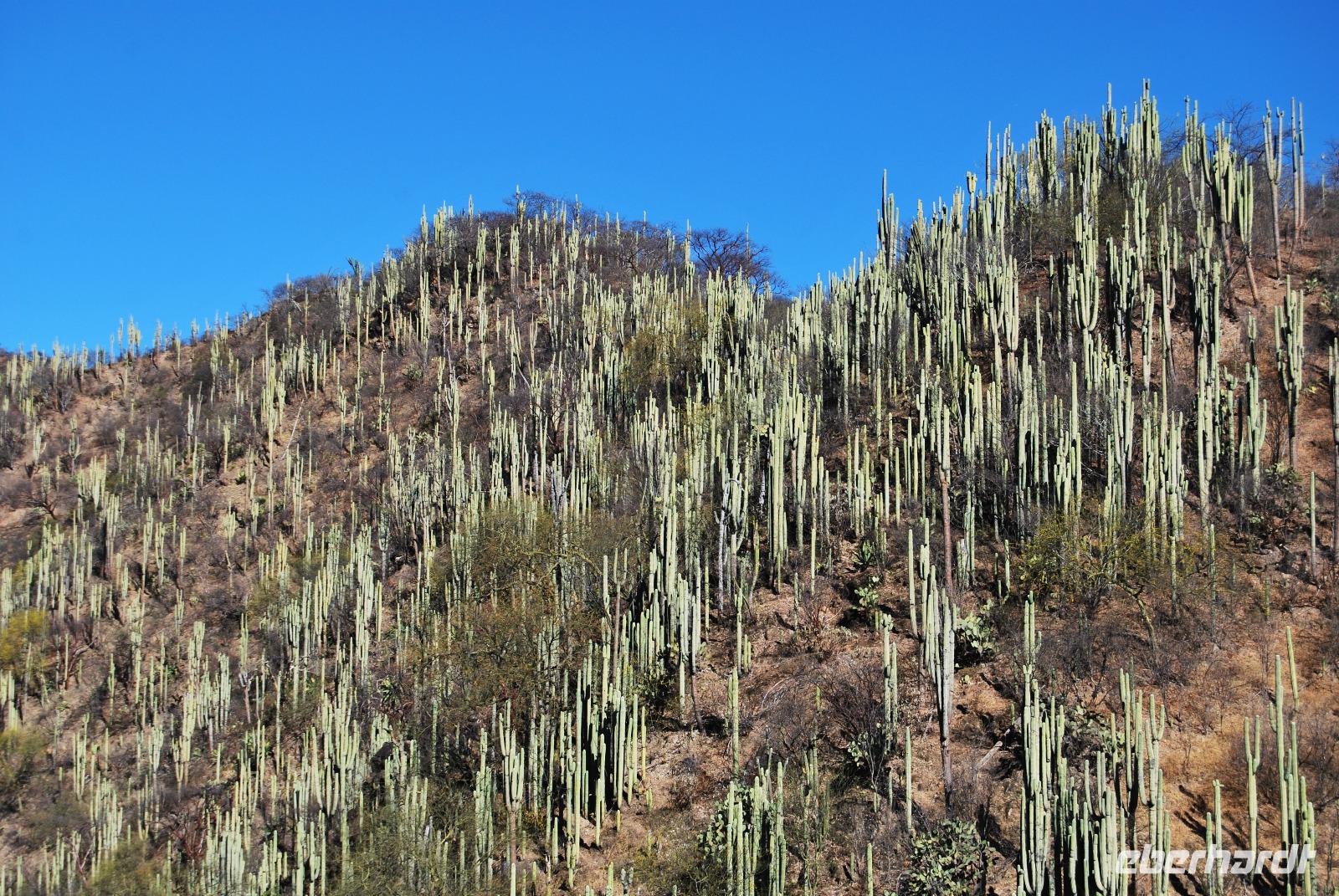 Mexiko - Kakteen-Wald