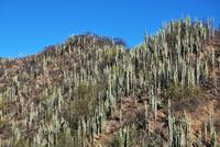 Mexiko - Kakteen-Wald