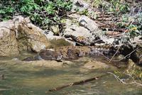 Nationalpark Cañón del Sumidero