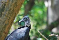 Nationalpark Cañón del Sumidero