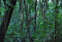 Archäologische Zone Palenque