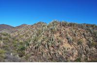 Mexiko - Kakteen-Wald