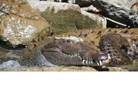 Nationalpark Cañón del Sumidero