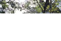 Archäologische Zone Palenque