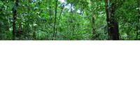 Archäologische Zone Palenque