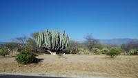 16 Tage Rundreise mit Mexiko-Stadt - Teotihuacan - Cuernavaca - Taxco - Oaxaca - Monte Alban - San Cristobal de las Casas - San Juan de Chamula - Palenque - Campeche - Merida - Chichen Itza - Cancun (257)