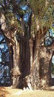 16 Tage Rundreise mit Mexiko-Stadt - Teotihuacan - Cuernavaca - Taxco - Oaxaca - Monte Alban - San Cristobal de las Casas - San Juan de Chamula - Palenque - Campeche - Merida - Chichen Itza - Cancun (464)
