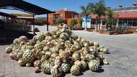 16 Tage Rundreise mit Mexiko-Stadt - Teotihuacan - Cuernavaca - Taxco - Oaxaca - Monte Alban - San Cristobal de las Casas - San Juan de Chamula - Palenque - Campeche - Merida - Chichen Itza - Cancun (510)