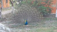 16 Tage Rundreise mit Mexiko-Stadt - Teotihuacan - Cuernavaca - Taxco - Oaxaca - Monte Alban - San Cristobal de las Casas - San Juan de Chamula - Palenque - Campeche - Merida - Chichen Itza - Cancun (966)