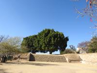Monte Albán 