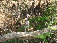 Bootsfahrt Sunidero Canyon