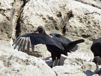 Bootsfahrt Sunidero Canyon