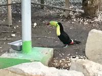 Tucan