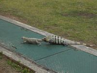 Liebesspiel der Leguane