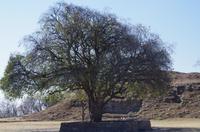 Monte Alban