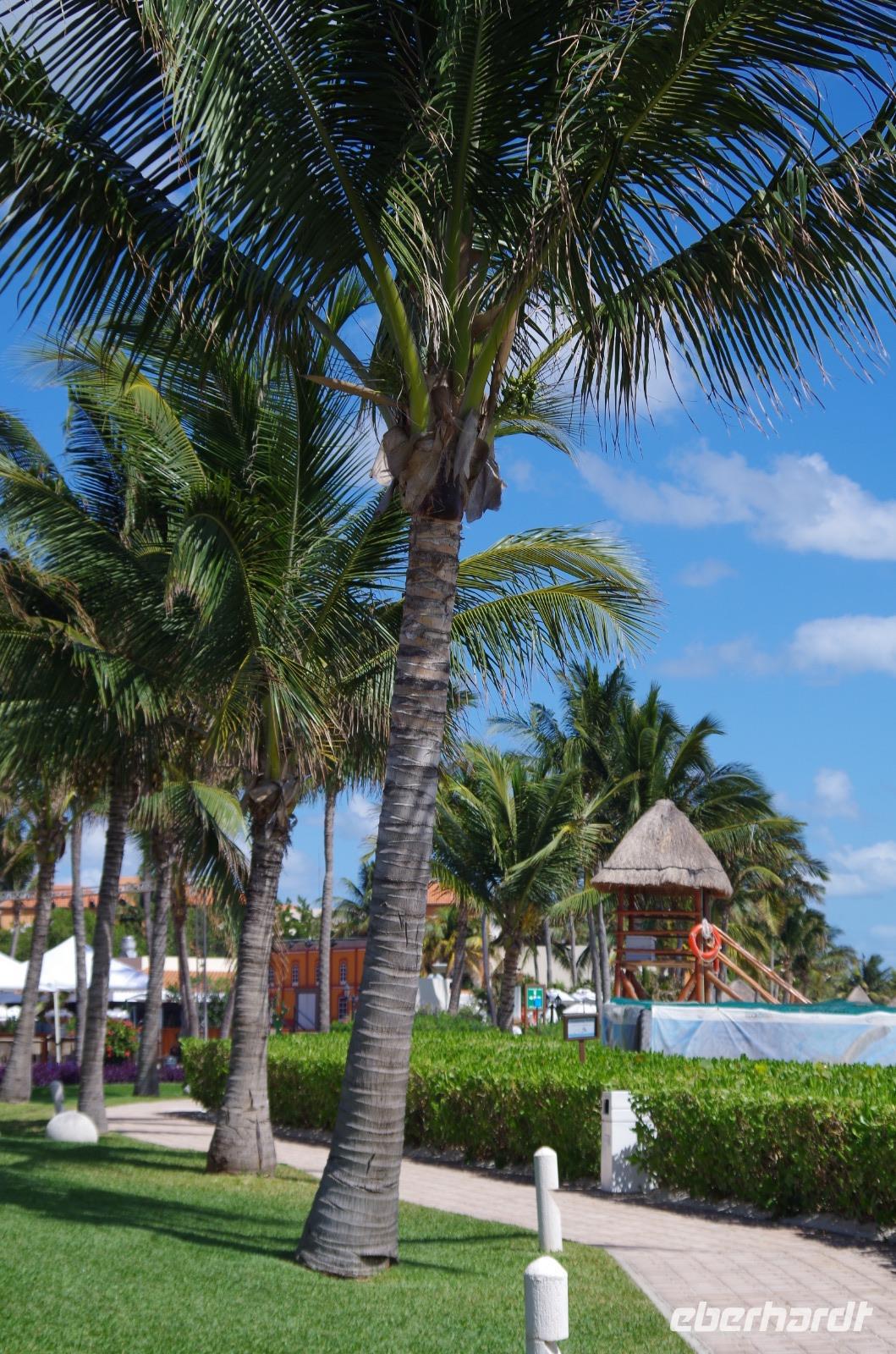 Ocean Coral & Turquesa - Puerto Morelos