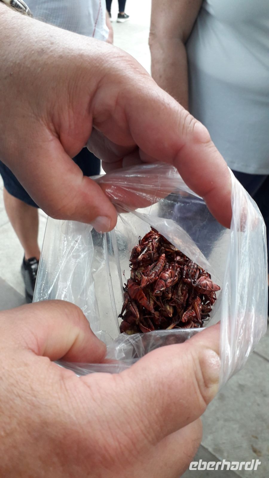 geröstete Heuschrecken als Snack?