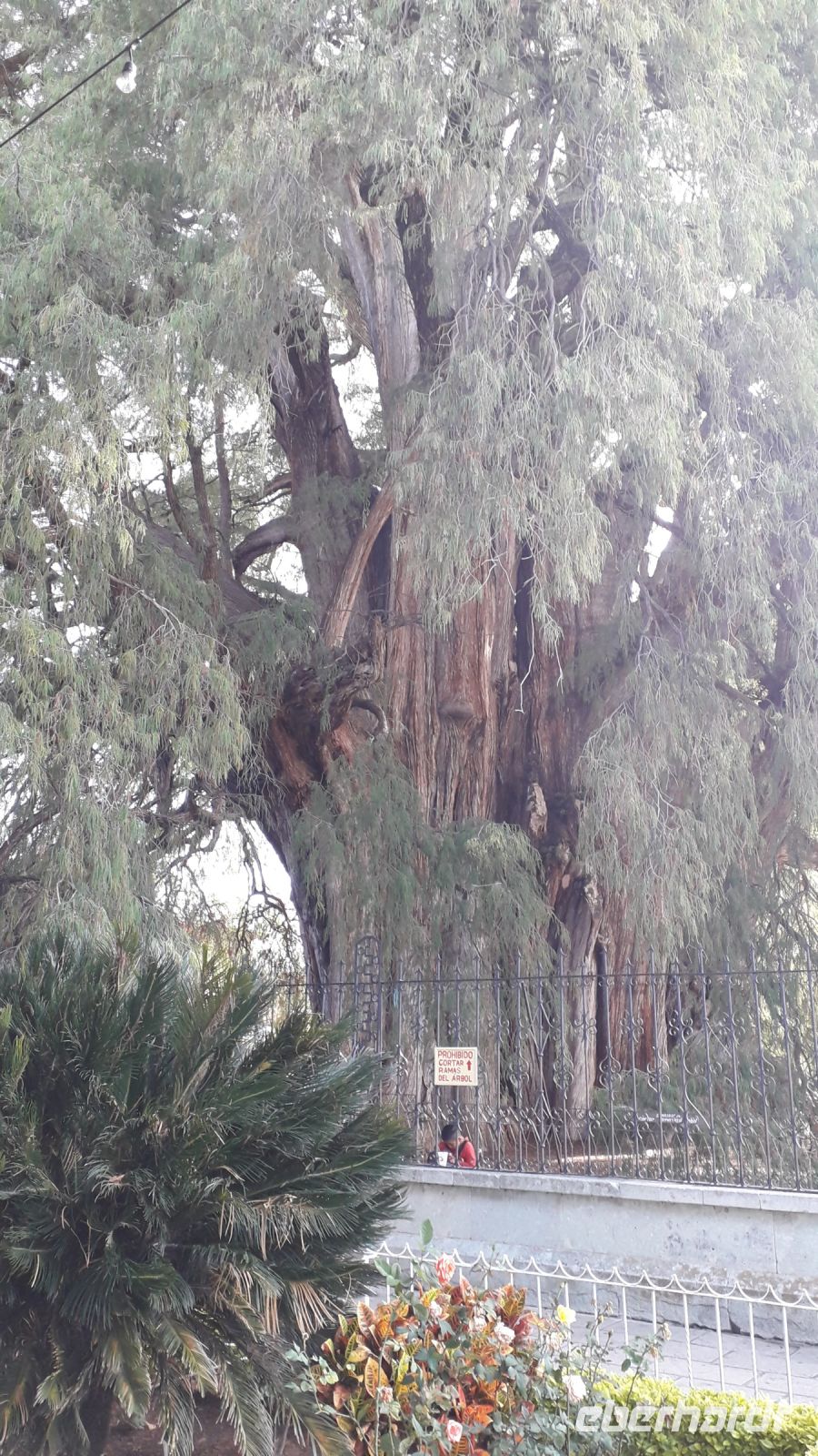 Sehr alte Sumpfzypresse