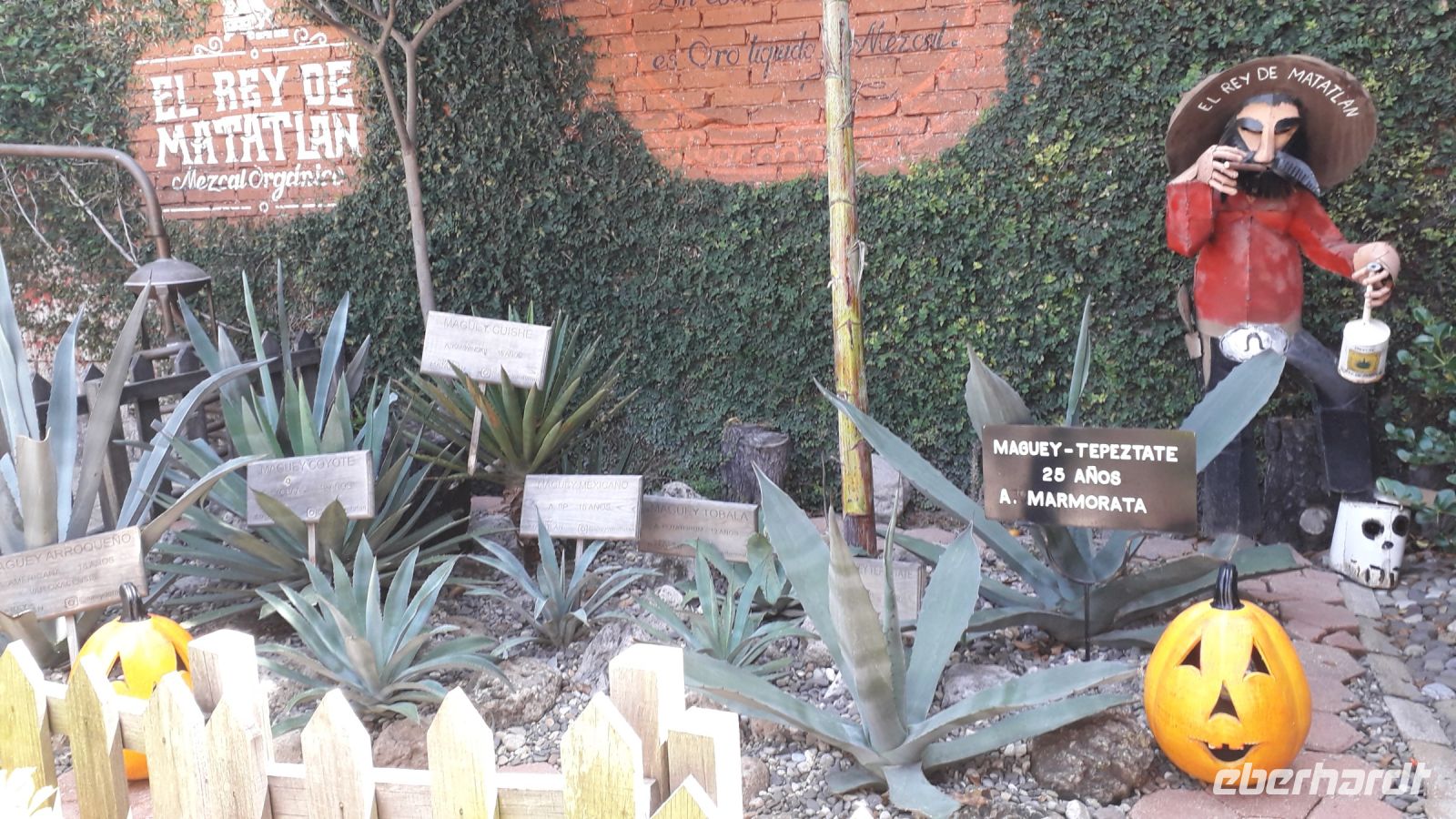 verschiedene Agavenpflanzen