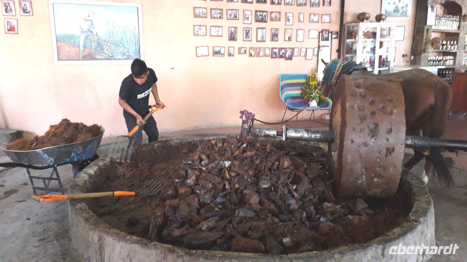 Mezcal wird aus dem 
