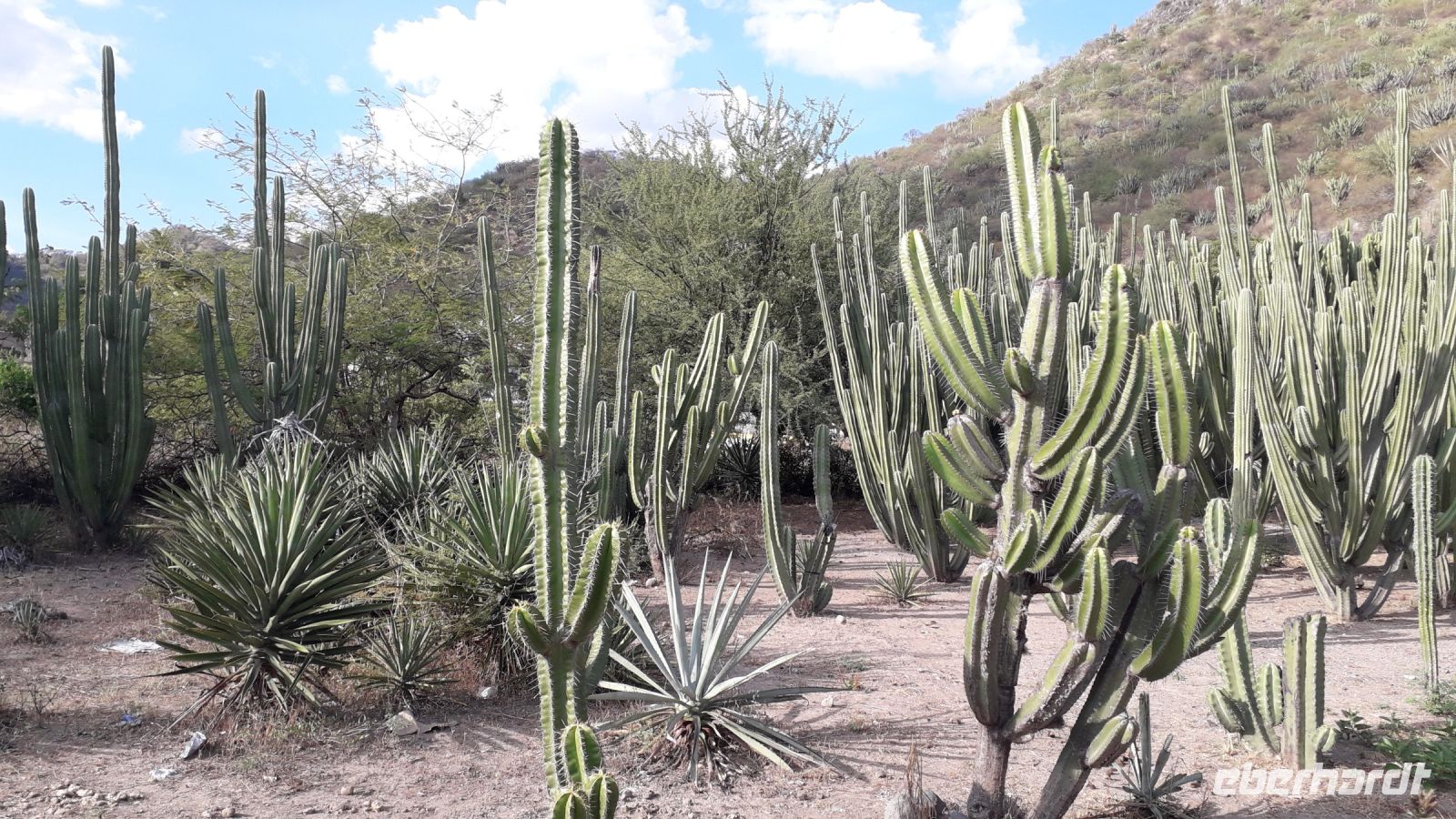 Kakteenwald