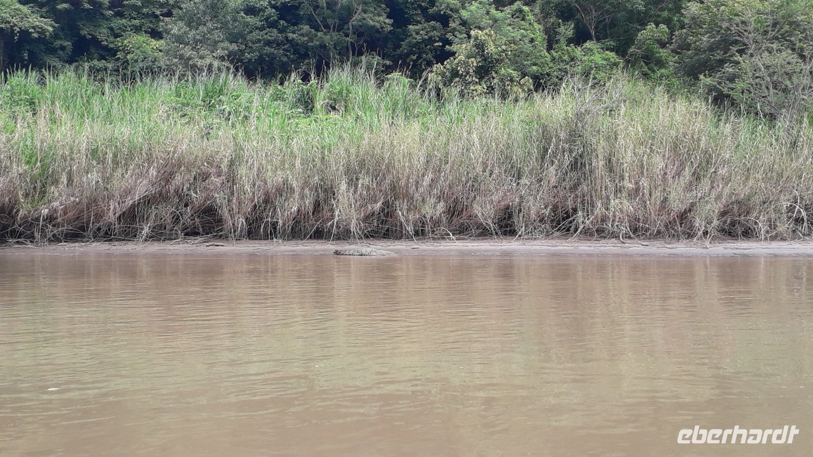 Sumidero Canyon / Krokodil