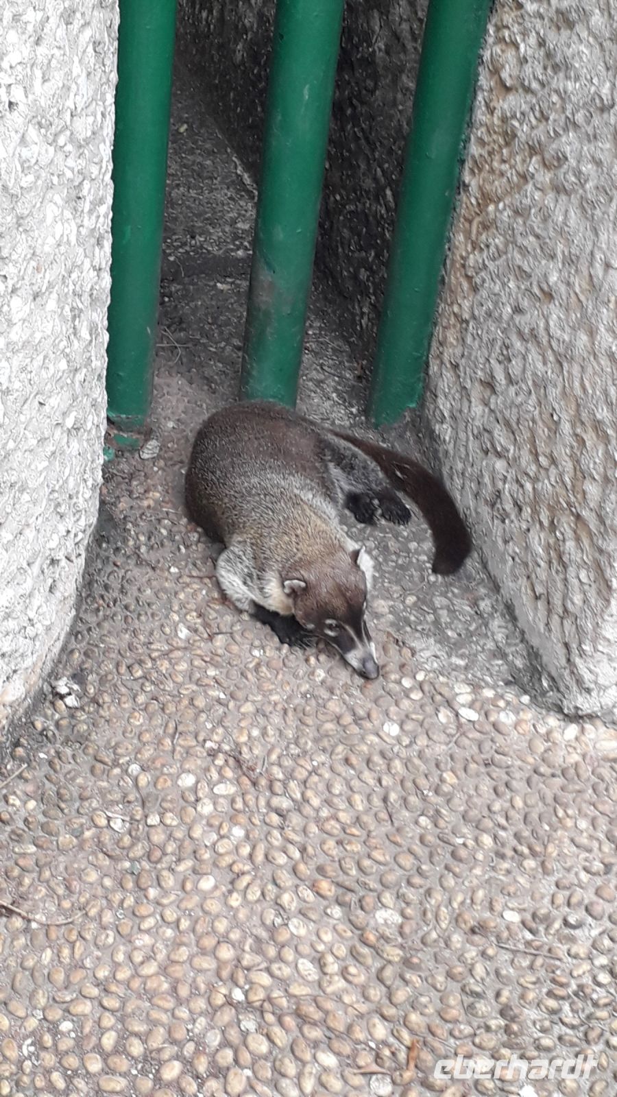 Nasenbär, davon gibt es Hunderte in La Venta