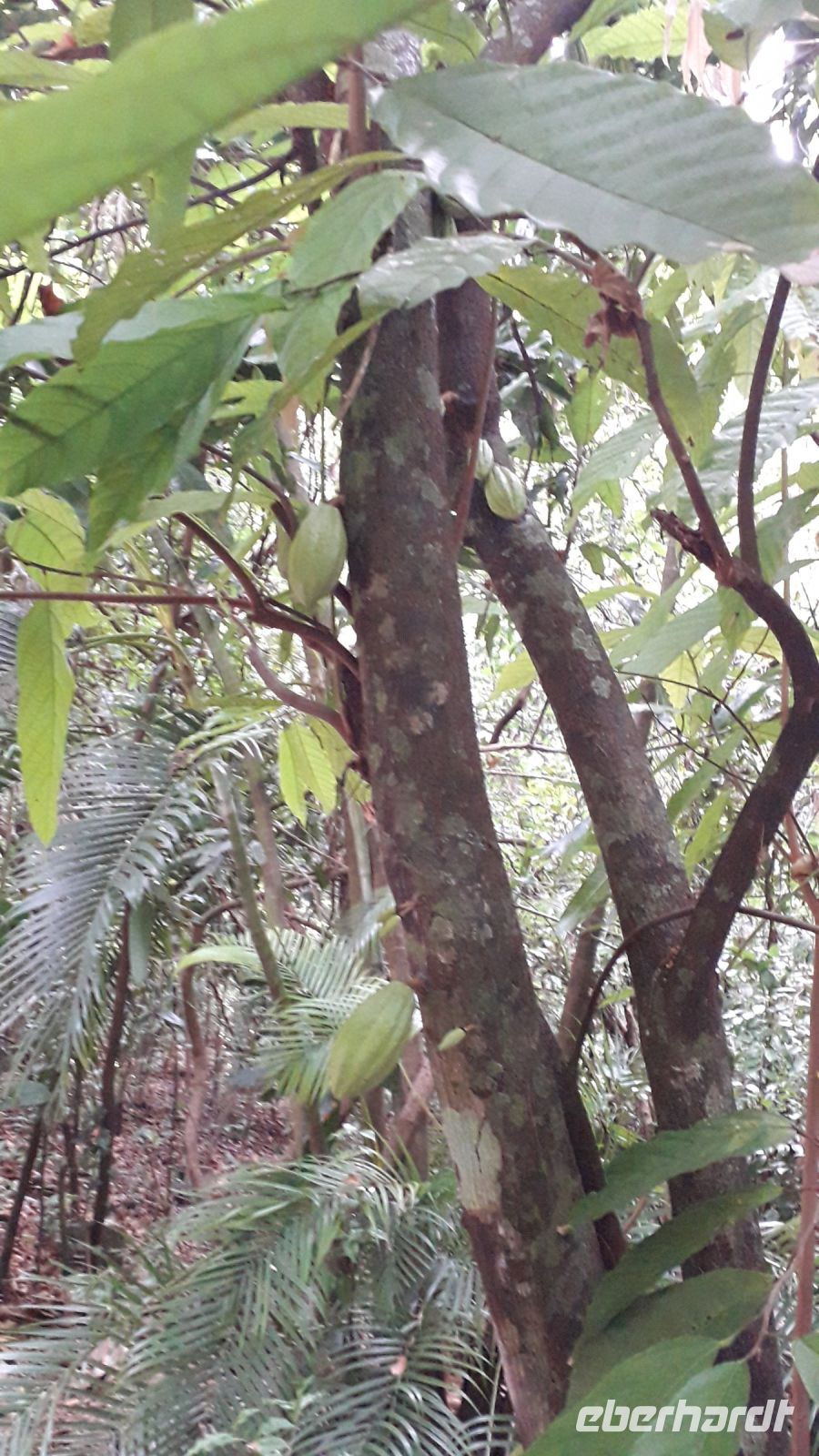 Kakaobaum in La Venta