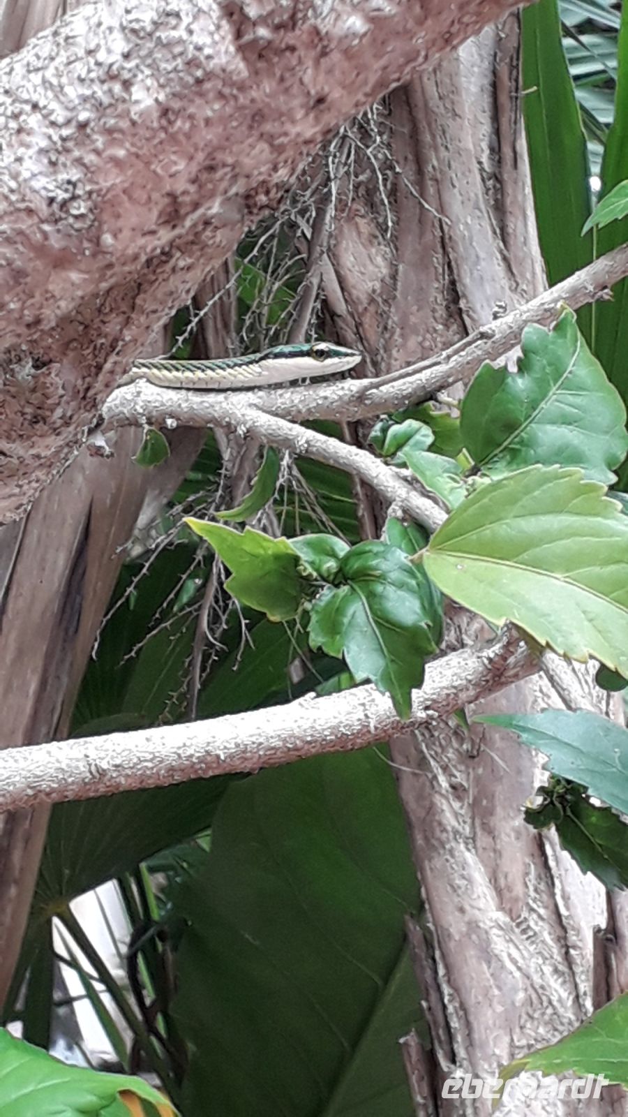 eine grüne Schlange