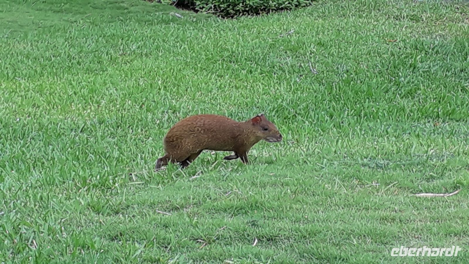 Aguttis liefen hier überall herum