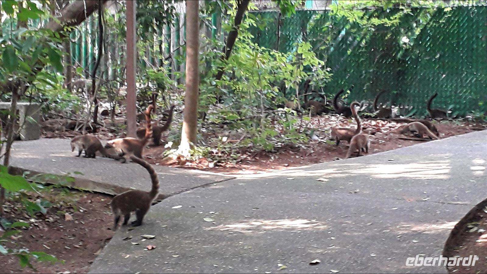 Nasenbären-Invasion