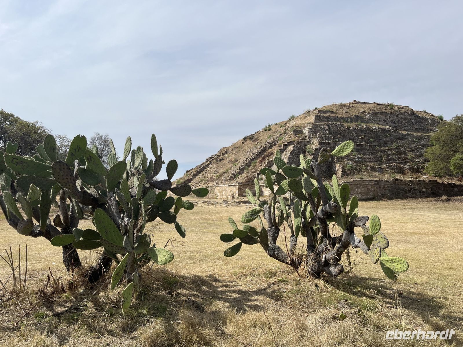 Kakteen, Monte Albán, Oaxaca