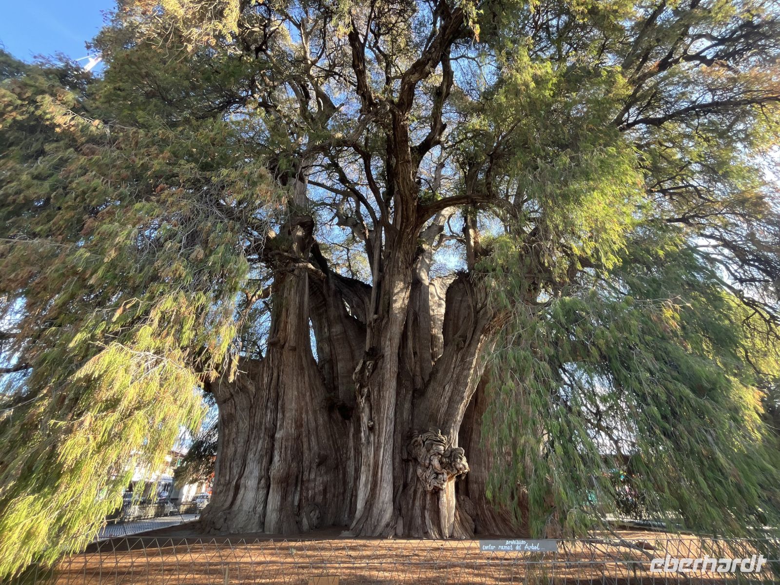 Arból de Tule, Tule