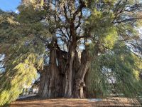 Arból de Tule, Tule