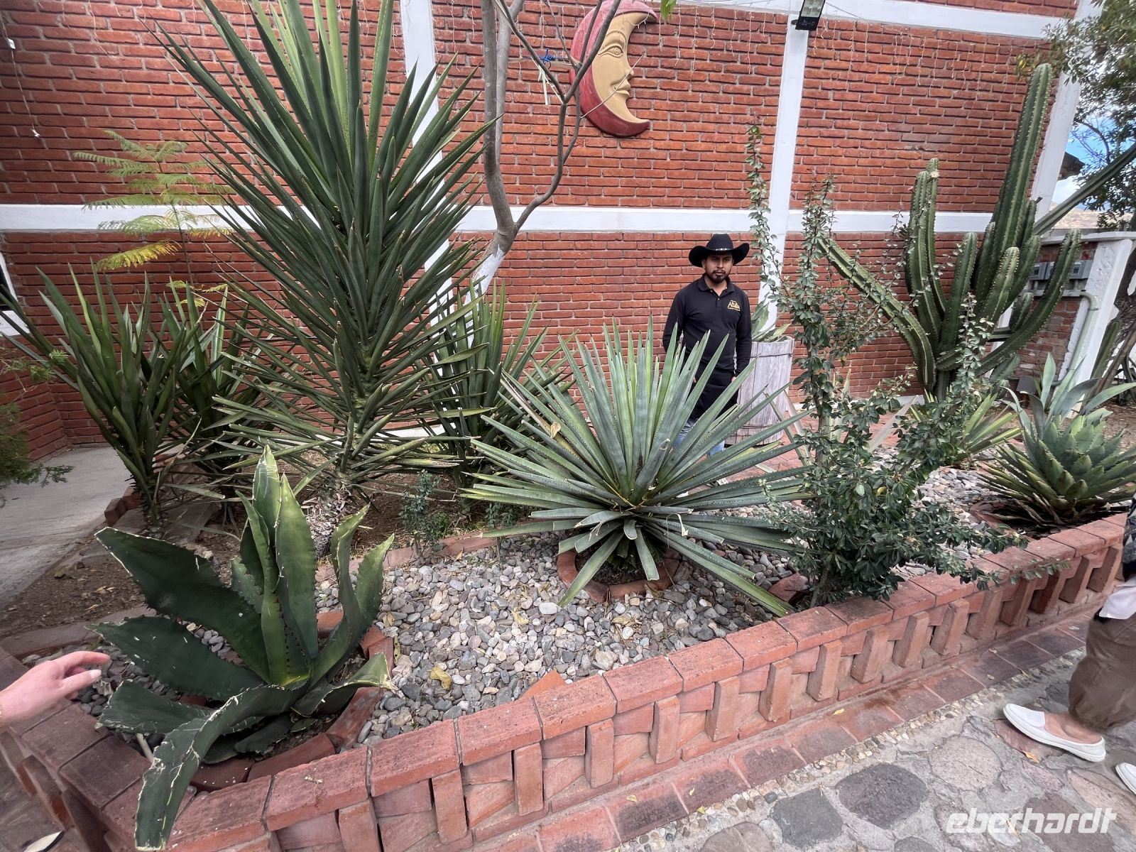 Verschiedene Agavensorten, bei Teotitlan