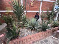 Verschiedene Agavensorten, bei Teotitlan