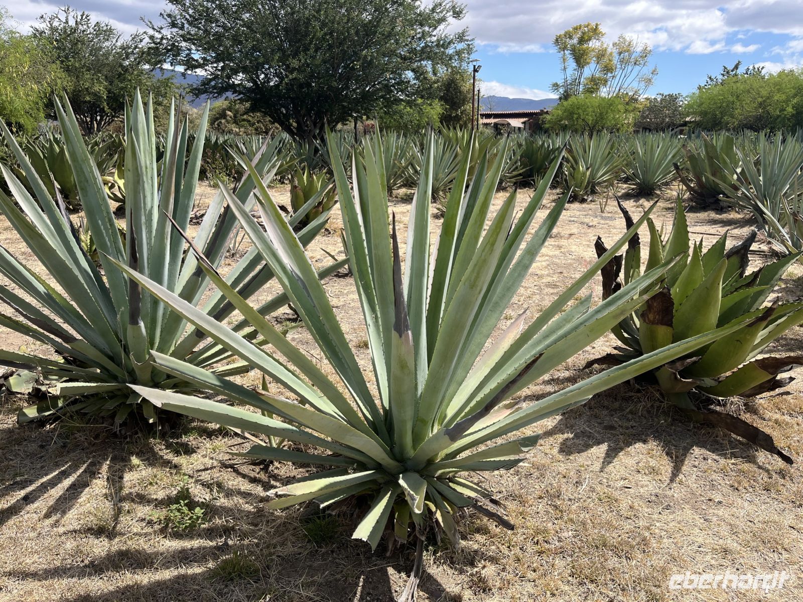 Agavenfeld Mezcal Manufaktur 
