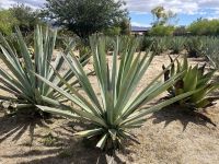 Agavenfeld Mezcal Manufaktur 