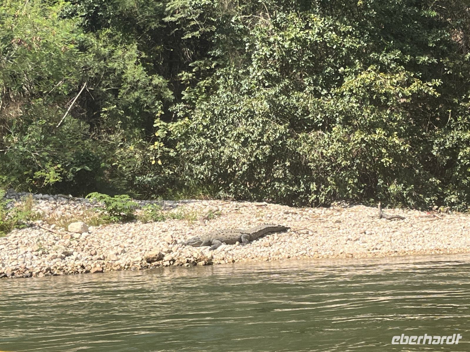 Krokodil im Sumidero Canyon