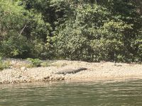 Krokodil im Sumidero Canyon