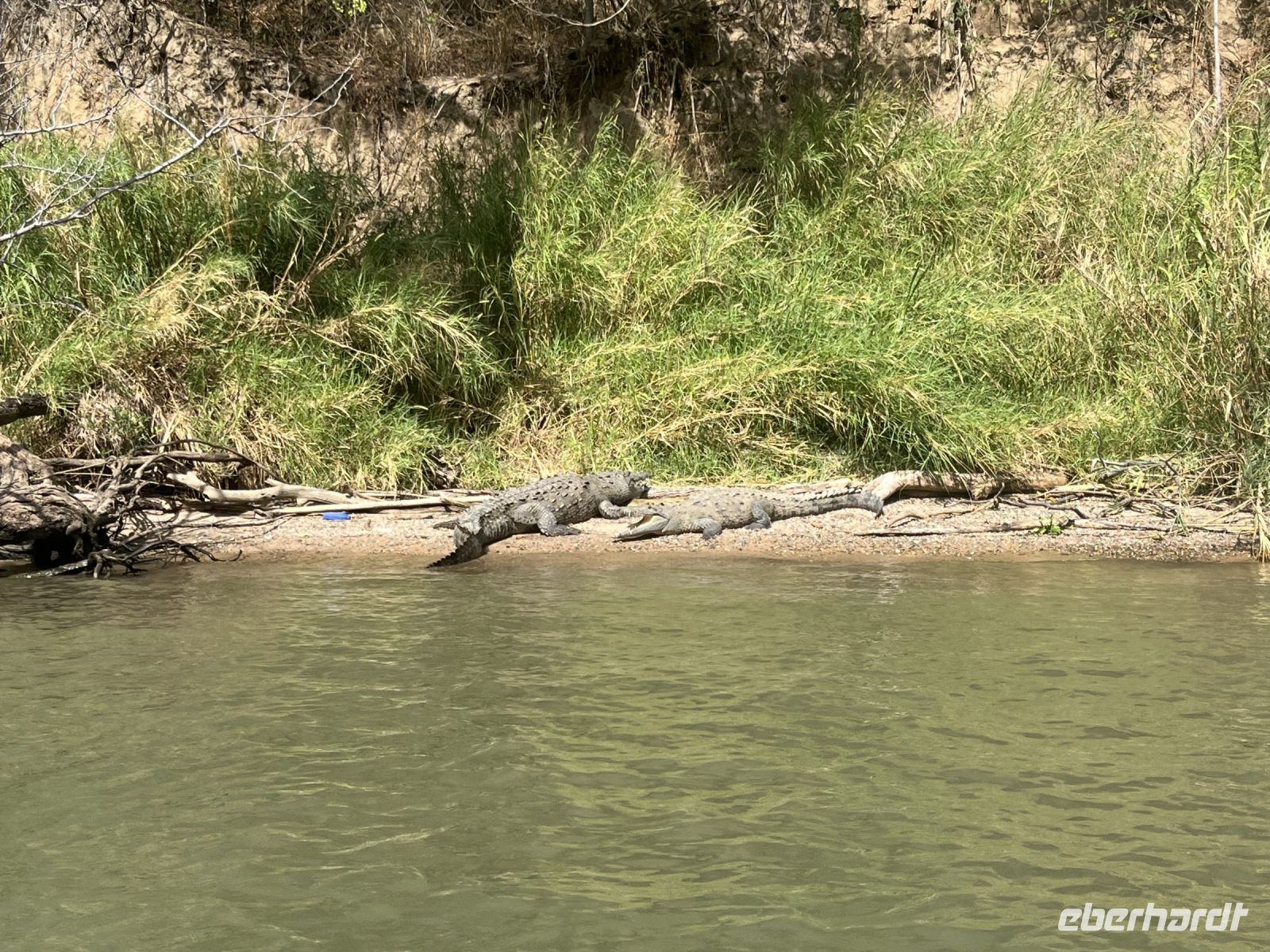 Krokodil im Sumidero Canyon