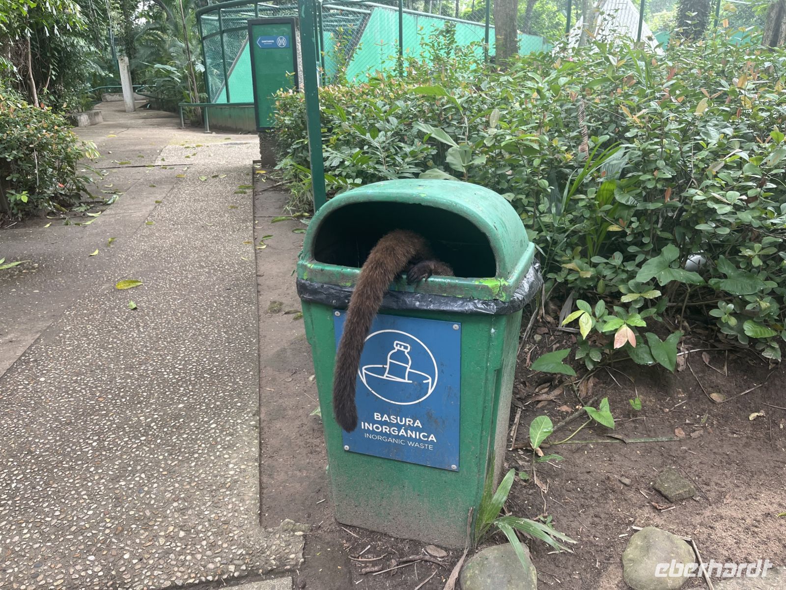 Nasenbär im Mülleimer im 