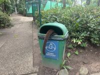 Nasenbär im Mülleimer im 