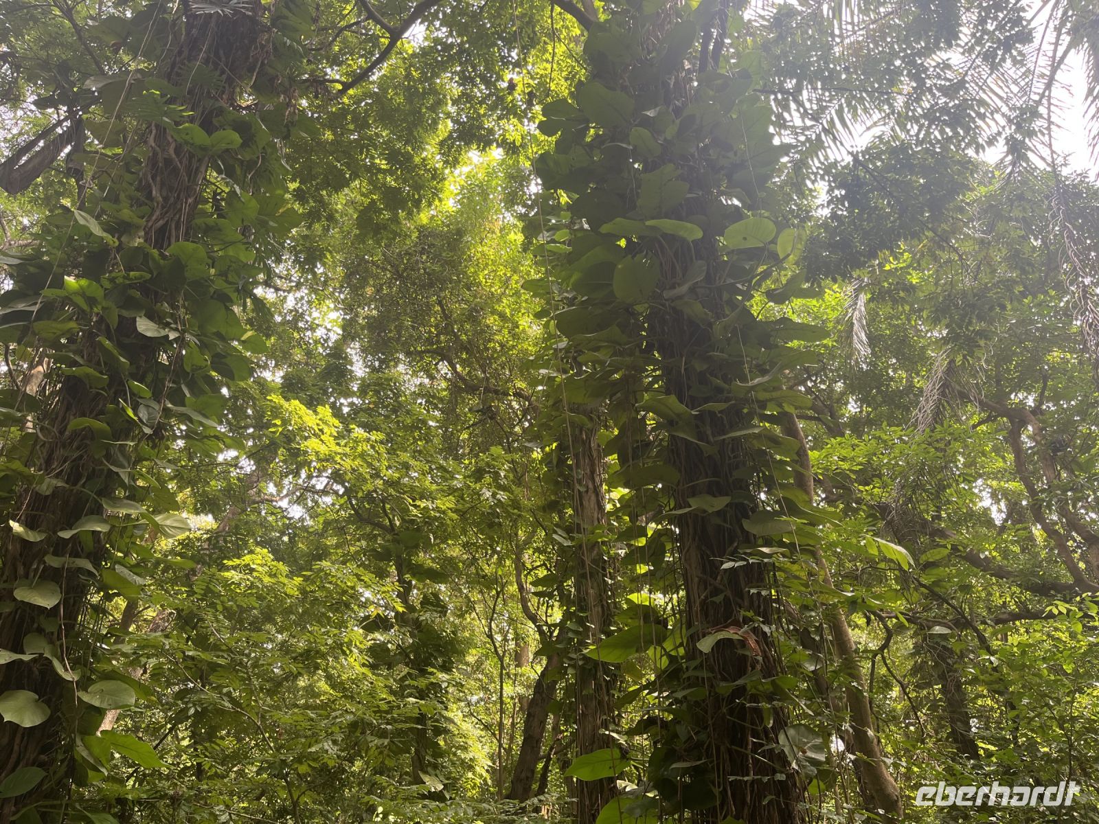 Regenwald im 