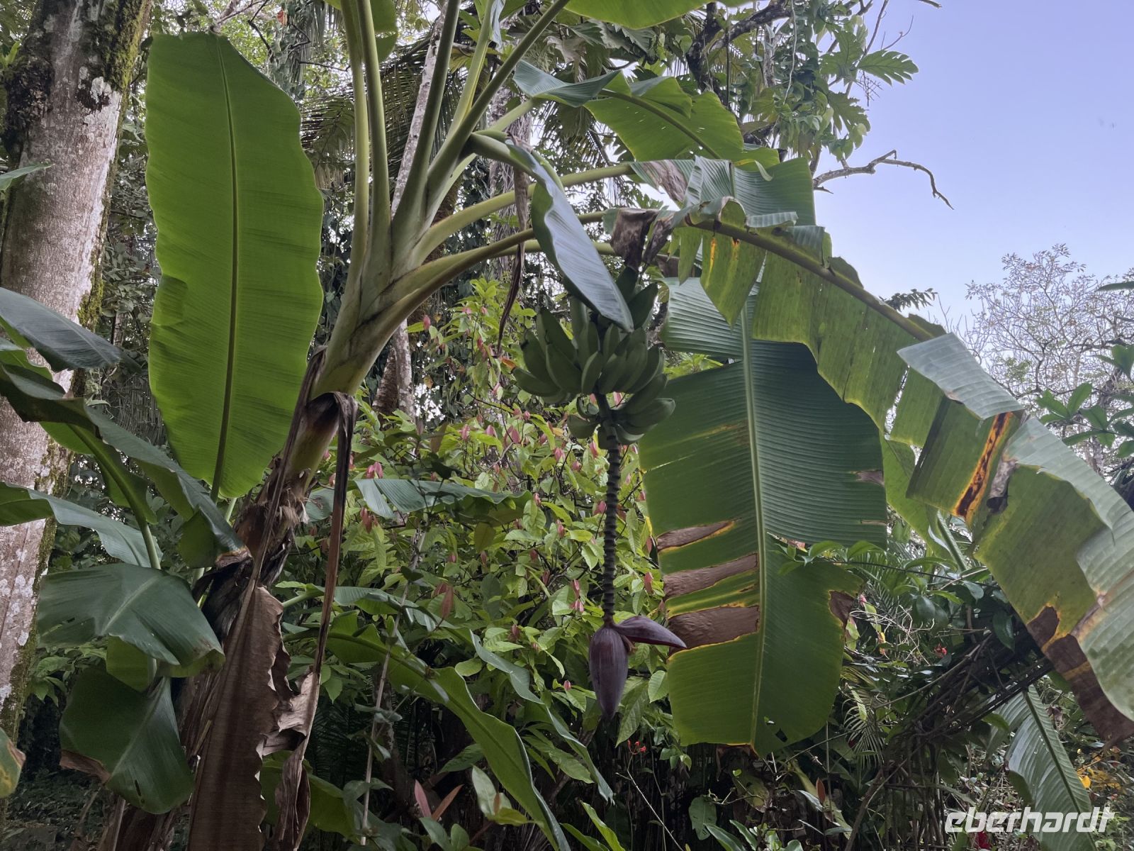 Bananenstaude im Hotel 