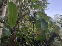 Bananenstaude im Hotel 