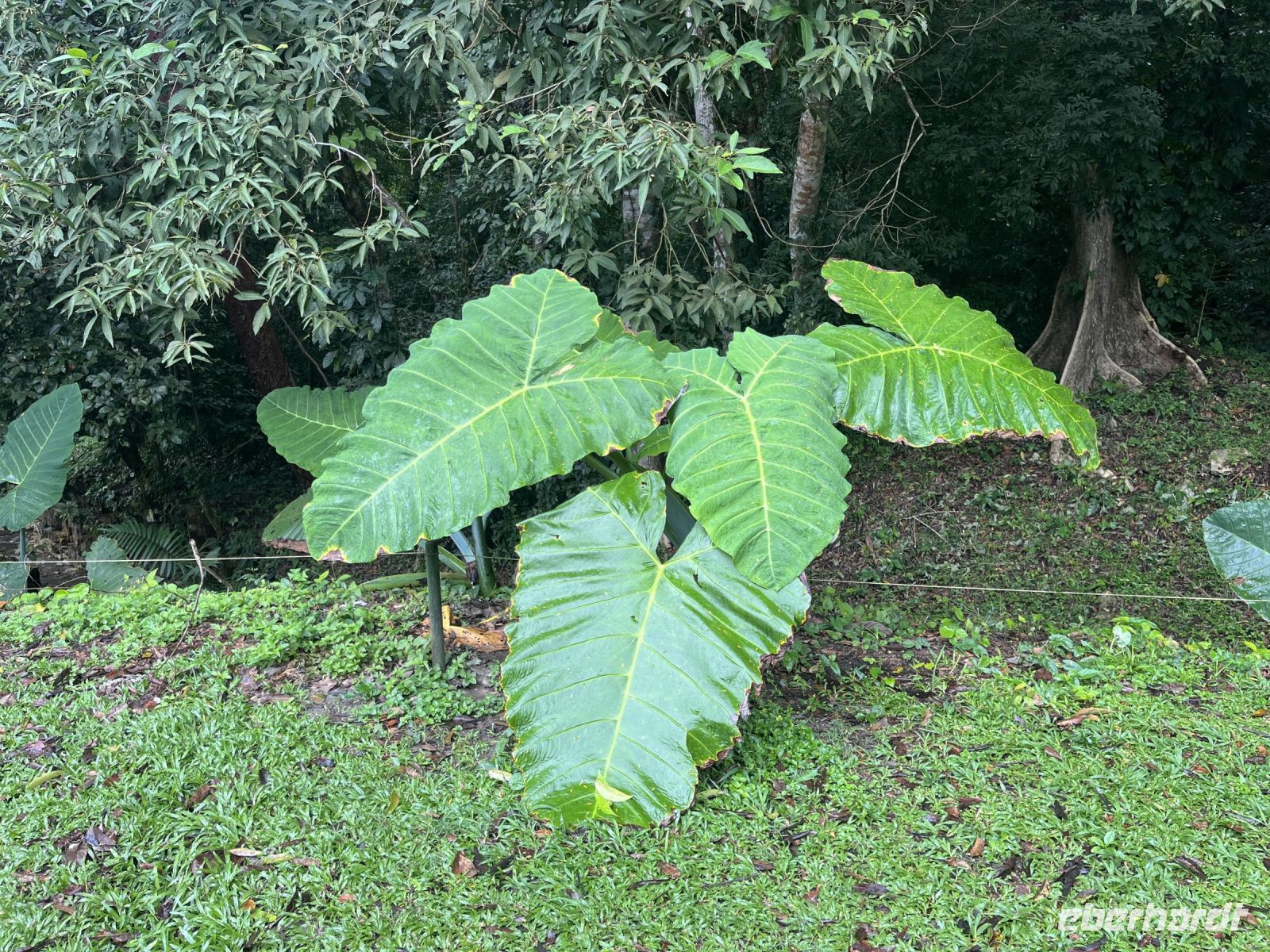 Rieisge Blätter, Palenque