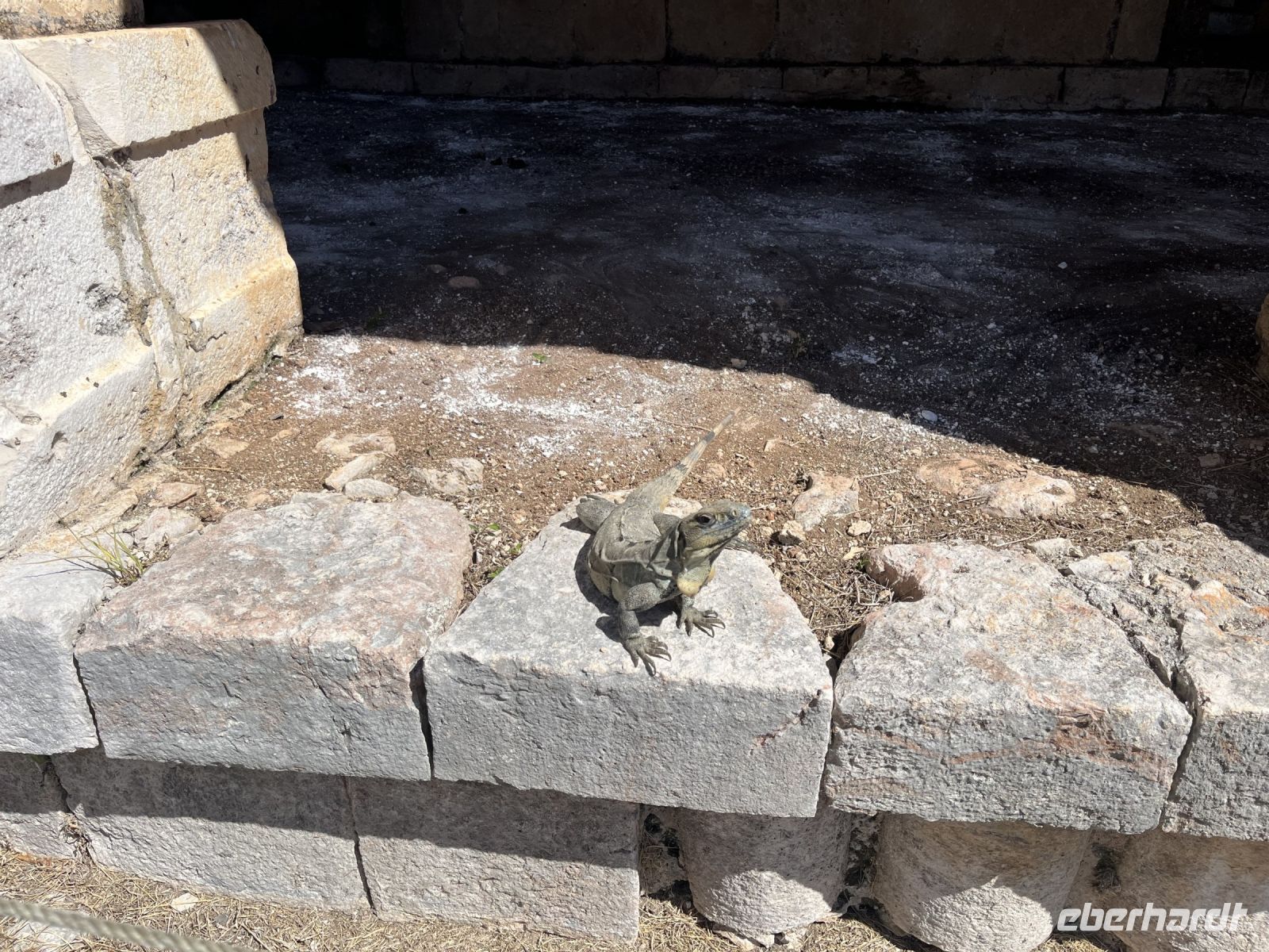 Leguan im Viereck der Nonnen, Uxmal